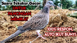 Suara Tekukur Super Gacor Untuk Pancingan Memikat || Lokasi Yang Sunyi Jadi Riuh Suara Tekukur