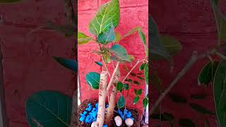 TRIO|| Bonsai|| Peepal- Banyan-Neem bonsai #shortsyoutube #shorts#viral