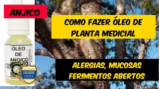 Como fazer Óleo de Planta Medicinal(Anjico), p/ tratamento de alergias, mucosas e ferimentos abertos