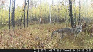 Timberwolf on Trailcam