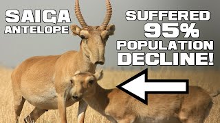 The Sightseer of the Steppes - Saiga Antelope - Animal a Day