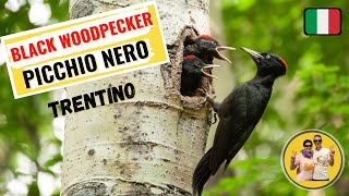 The black woodpecker with juveniles #Picchio nero con piccoli nei boschi del Trentino