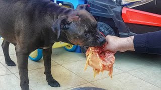 pitbull eat raw meat  ( pitbull first whole chicken )