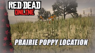 Red dead Online prairie poppy location