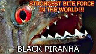 BLACK PIRANHA IS NOT A COMMUNITY FISH!!! // WE MUST BE VERY CAREFUL WITH THIS NEW RESCUE!!!