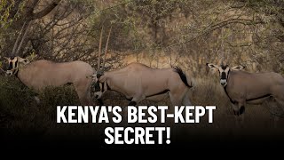 5 Rare and Enchanting Wildlife Species Only Found in Northern Kenya