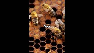 The Waggle Dance How Bees Boogie to Communicate! #interestingfacts #animals #wildlife #didyouknow