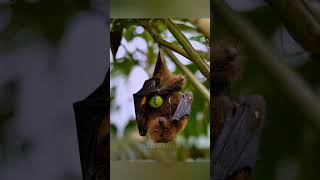 The shocking truth about bats. #shorts #ytshorts