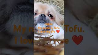 Tofu my dog