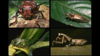 35130 Insects Volume II SSTV PD120