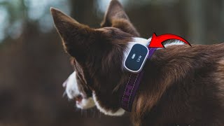 Best Pet Gadgets On Amazon And Innovation