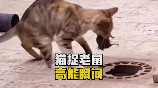 猫捉老鼠的高能瞬间，刻在骨子里的DNA，妥妥的血脉压制#猫和老鼠