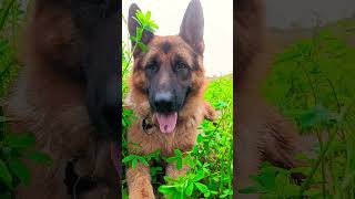 German shepherd stock coat #viral #dog #doglover #trending #gsdlover #shorts #short #ytshorts