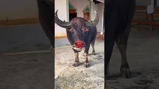 Buffalo must funny videos #ytviral #funny #yt #ytshorts #pets #petanimals #animalsanimalsanimals