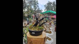 Bonsai and Succulent at  Panagbenga Festival 2023 #shorts #benguet #baguiocity #panagbenga