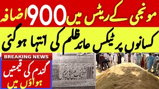 Today Wheat price in punjab/گندم کا ریٹ 2024/munji makki | Agriculture income