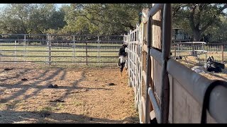 Our Goat Jumped a 6 Foot Fence!!