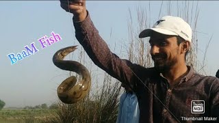 Fishing in river🐟Catch Baam Fish😱 بام مچھلی کا شکار😱 village river fishing🐟 #fishing#hook#shikari#