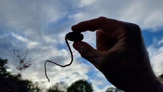 How to grow an Oak tree from an Acorn