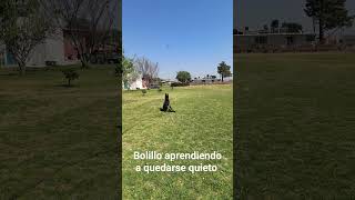 trabajó de obediencia Bolillo aprendiendo a quedarse quieto #adiestramiento #dogtraining