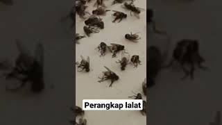 perangkap lalat