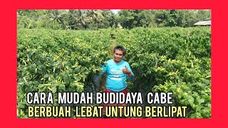 Cara Sukses Bertani Cabe Hasilkan Tanaman Cabe Berbuah Lebat Sehingga  Untung Berlipat