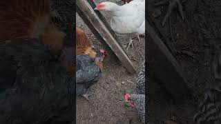 Chickens intrigued by the magic dot. #shorts