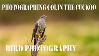 PHOTOGRAPHING A FAMOUS CUCKOO/UK BIRD PHOTOGRAPHY