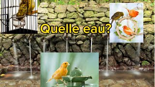 Et vous, quelle eau vous utilisez pour vos oiseaux ?