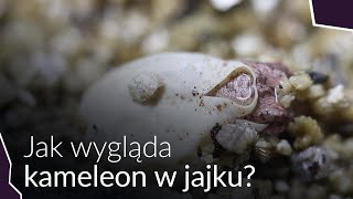 JAK WYGLĄDA KAMELEON W JAJKU❓😱