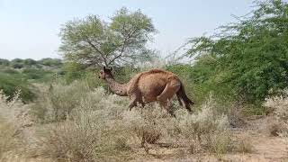 الجمال تتزوج 🥳🥳#animals #camel #viralvideo