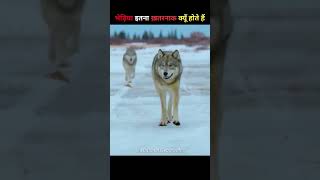 Life Of Wolf || #sandeepIT #shorts #wolf #facts #animals #youtubeshorts #shortvideo