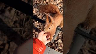 🐿️："Do you still have walnuts?"🤩#animals #squirrel #mylife #동물 #feed #shorts #动物 #松鼠 #cute #love