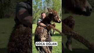 O DAĞDA BÜYÜDÜ EŞŞEĞİ KALDIRAN GOCA OĞLAN #köy #keşfet #doğa #turkey #sevgi