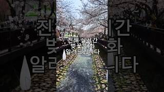 진해 군항제 벚꽃 현황 (2024 3/29) 개화역 여좌천