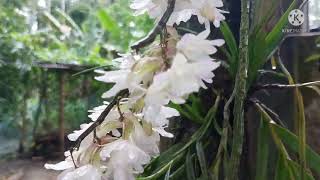 #Dendrobium_cumulatum #Ankur_Orchid || How to Care , propagation  , fertilize etc .... #India