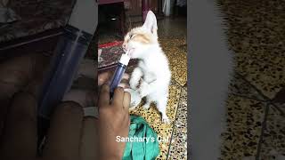 Sanchary's Cute Cat