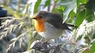 Robin in my cold freezing February garden ~ nearly Spring in the UK