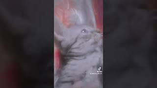 chipi chipi chapa chapa #meme #cat #viral #tiktok #cute #funny