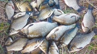 секреты рыбалки лещ подлещ на мотыля РСН _ Bream bream on bloodworms