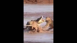 lion attack crocodile 😳 #wildlife #wildanimals #shortvideo #shorts