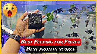 Secret of a fish breeder | 100% guarantee results.