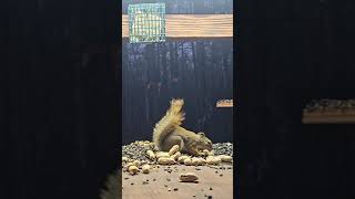 Red Squirrel | #chipmunks_and_squirrels on #Twitch