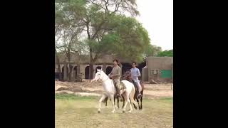 horse riding 007