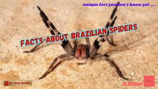 5 Interesting Facts about Brazilian Spiders, Unique facts you don't know yet…