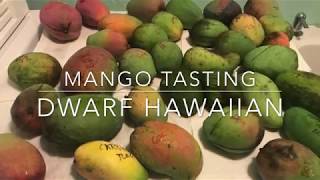 Dwarf Hawaiian Mango - Tasting Florida Mangos