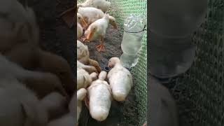 Homemade watering cans for ducklings, chickens