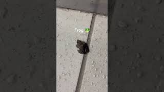 What a frog 🐸 😱