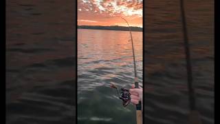 Sunset carp