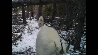 Trail Camera Highlights - Clark's Fork (Yellowstone) Lower Bench 2